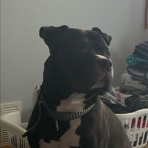 Meet your Posher, Charles